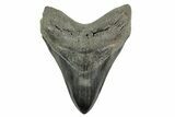 Fossil Megalodon Tooth - South Carolina #365802-1